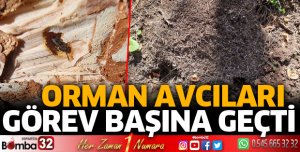 Karıncalar iş başında