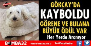 KAYBOLAN KÖPEĞİ BULANA ÖDÜL VAR