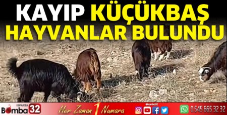 Kayıp küçükbaş hayvanlar bulundu