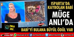 KAYIP OLAN BABİ İSİMLİ KÖPEK MÜGE ANLI'DA ARANIYOR