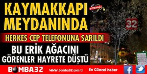 KAYMAKKAPI MEYDANINDA ERİK AĞACINI GÖRENLER ŞOK OLDU
