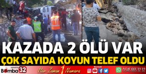Kazada 2 ölü var, çok sayıda koyun telef oldu 