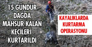 KEÇİ KURTARMA OPERASYONU!