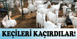 KEÇİLERİ KAÇIRDILAR