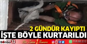 Kedi Kurtarma Operasyonu