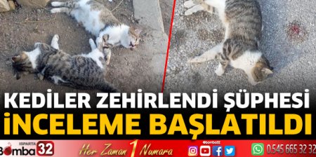 Kediler zehirlendi şüphesi
