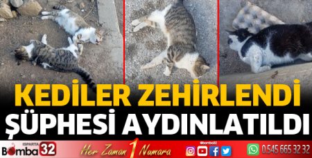 Kediler zehirlendi şüphesi aydınlatıldı