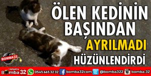 KEDİNİN GÖRENLERİ HÜZÜNLENDİREN ÇABASI