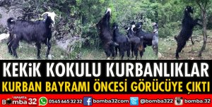 KEKİK KOKULU KURBANLIKLAR GÖRÜCÜYE ÇIKTI
