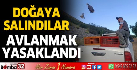 Keklikler doğaya bırakıldı 