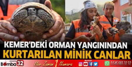 Kemer'deki orman yangınından kurtarılan minik canlar