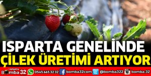KENT GENELİNDE ÇİLEK ÜRETİMİ BİN 200 DEKARA ULAŞTI