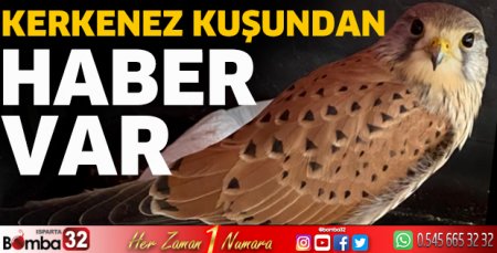 Kerkenez kuşundan haber var 