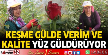 Kesme gülde verim ve kalite yüz güldürüyor