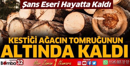 Kestiği ağacın tomruğu üzerine yuvarlandı