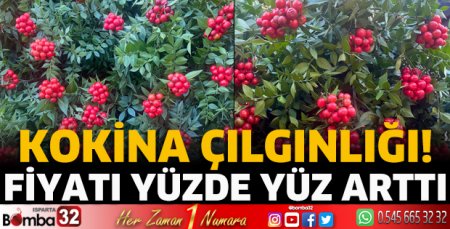 Kokina çılgınlığı!