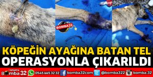 KÖPEĞE YARDIM ELİNİ UZATTILAR