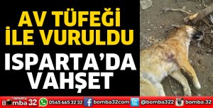 KÖPEĞİ AV TÜFEĞİ İLE VURDULAR