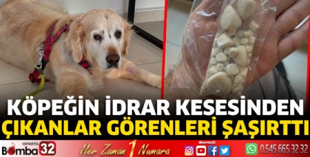 Köpeğin idrar kesesinden çıkanlar görenleri şaşırttı 