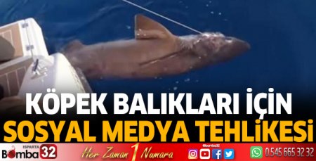 Köpek balıkları için 'sosyal medya' tehlikesi