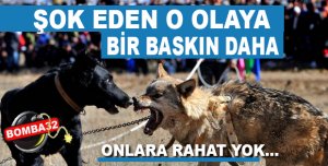 Köpek Dövüştürenlere Bir Baskın Daha