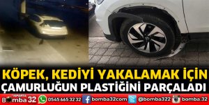 Köpek, kediyi yakalamak için çamurluk plastiğini parçaladı