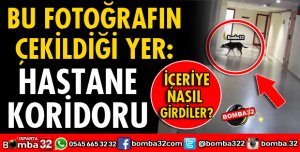 KÖPEKLER HASTANE BİNASINA GİRDİ