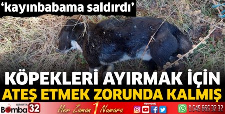 Köpekleri ayırmak için ateş etmek zorunda kalmış