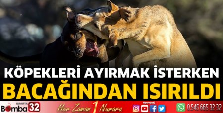 Köpekleri ayırmak isterken ısırıldı