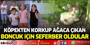 Köpekten korkup ağaca çıkan 'Boncuk' için seferber oldular