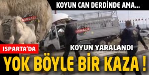 Koyun can derdinde ama…
