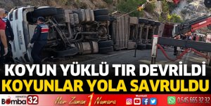 Koyun yüklü TIR devrildi
