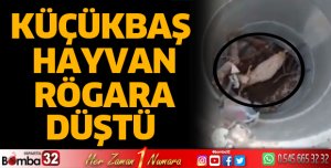Küçükbaş hayvan rögara düştü