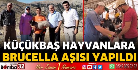 Küçükbaş hayvanlara Brucella aşısı yapıldı