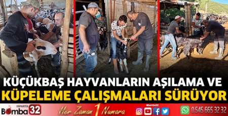 Küçükbaş hayvanların aşılama ve küpeleme çalışmaları sürüyor