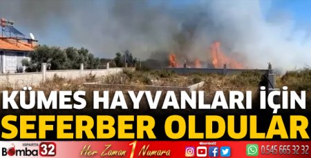 Kümes hayvanları için seferber oldular