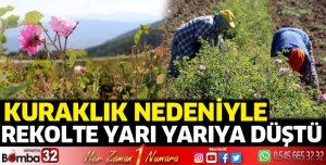 Kuraklık nedeniyle gül rekoltesi yarı yarıya düştü