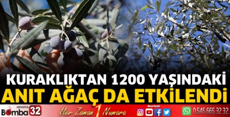 Kuraklıktan 1200 yaşındaki anıt ağaç da etkilendi