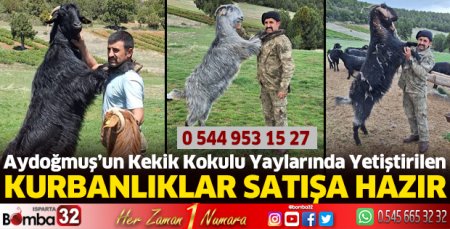 Kurbanlıklar satışa hazır