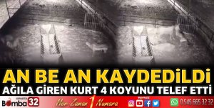 Kurt saldırısına uğrayan 4 koyun telef oldu