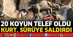 KURTLAR SÜRÜYE SALDIRDI 