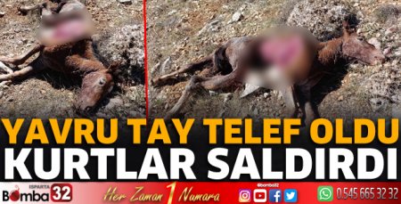 Kurtlar yavru taya saldırdı