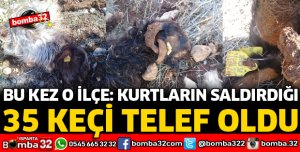 KURTLARIN SALDIRDIĞI 35 KEÇİ TELEF OLDU