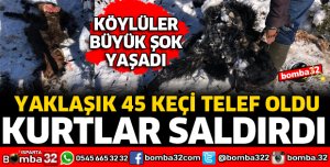 KURTLARIN SALDIRDIĞI KEÇİLER TELEF OLDU