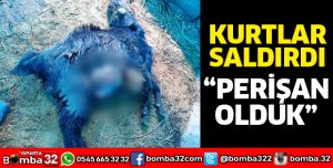 KURTLARIN SALDIRDIĞI KEÇİLER TELEF OLDU