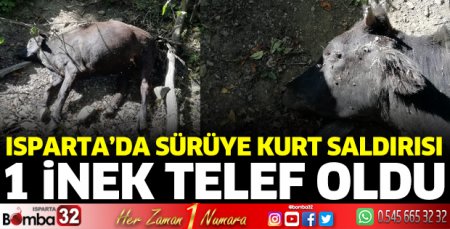 Kurtun saldırdığı inek telef oldu
