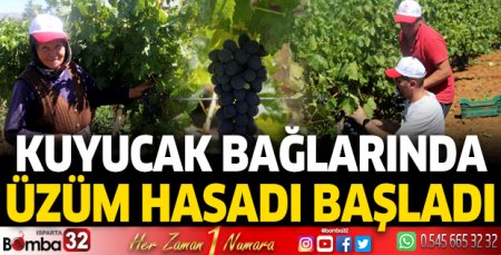 Kuyucak bağlarında üzüm hasadı başladı