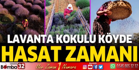 Kuyucak'ta lavanta hasadı başladı