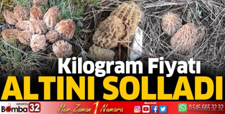 Kuzugöbeğinin fiyatı altını solladı