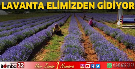 Lavanta elimizden gidiyor